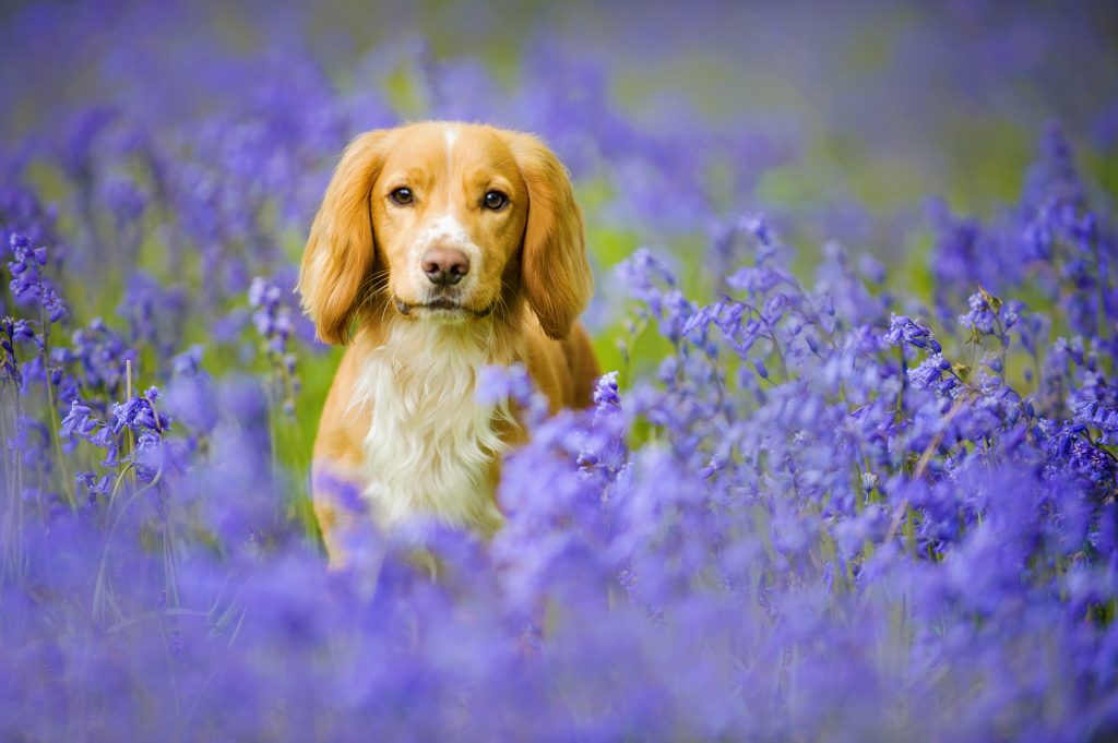 bluebells dog photography